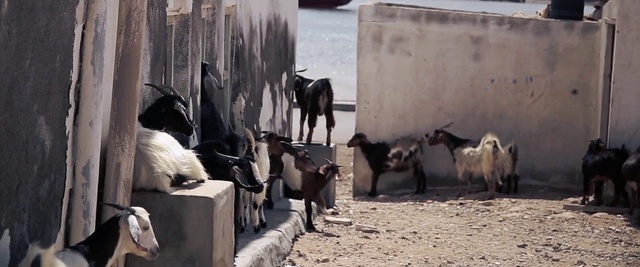 Video Reference: Goat, Goats, Herd, Livestock, Adaptation, Herding, Goatherd, Working animal, Cow-goat family