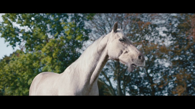 Video Reference: Horse, Mammal, Vertebrate, Hair, Mane, Stallion, Mare, Mustang horse, Snout, Wildlife