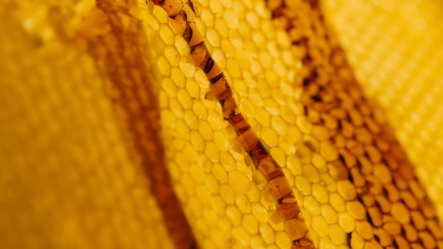 Video Reference: yellow, corn on the cob, close up, macro photography, sweet corn, maize, commodity, pattern, honeycomb