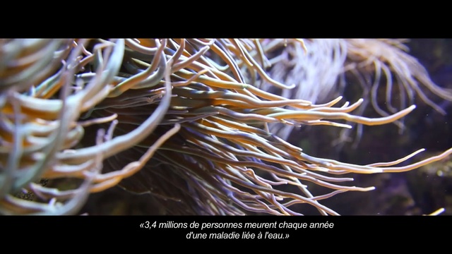 Video Reference: marine biology, sea anemone, organism, invertebrate, coral, marine invertebrates, cnidaria, Person