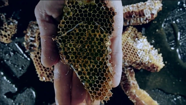 Video Reference: Organism, Marine biology, Invertebrate, Design, Adaptation, Honeycomb, Pattern, Beehive, Person