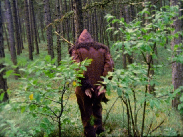 Video Reference: Jungle, Old-growth forest, Forest, Natural environment, Nature reserve, Biome, Rainforest, Terrestrial plant, Wilderness, Tropical and subtropical coniferous forests