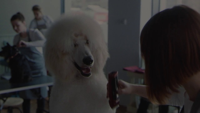 Video Reference: Mammal, Vertebrate, Dog, Canidae, Standard Poodle, Dog breed, Carnivore, Poodle, Non-Sporting Group, Companion dog