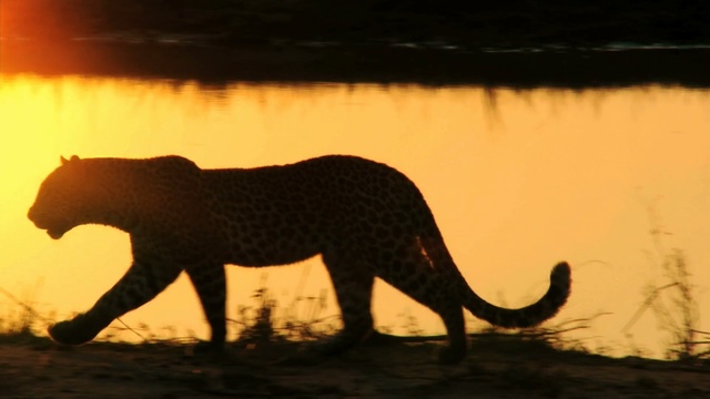 Video Reference: wildlife, mammal, fauna, terrestrial animal, puma, big cats, carnivoran, organism, cat like mammal, safari, Person