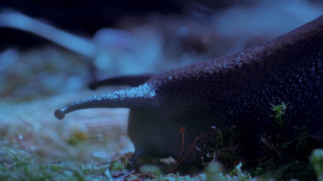 Video Reference: Organism, Terrestrial animal, Marine biology, Wildlife, Underwater, Reef, Fish