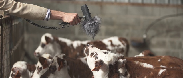 Video Reference: Organism, Goats, Goat, Herd, Bovine, Livestock, Dairy cow