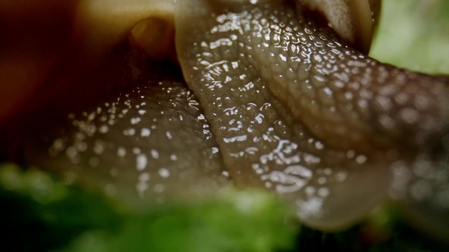 Video Reference: Moisture, Water, Dew, Nature, Green, Close-up, Macro photography, Leaf, Botany, Plant