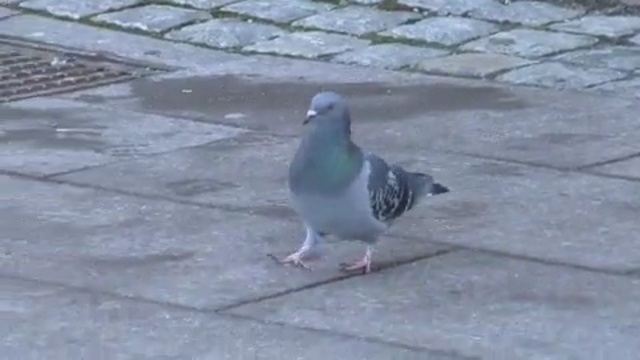 Video Reference: bird, pigeons and doves, beak, fauna, stock dove, seabird