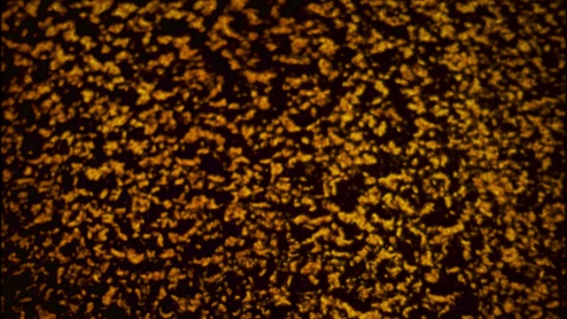 Video Reference: Yellow, Orange, Pattern, sunflower, Plant, Perennial plant