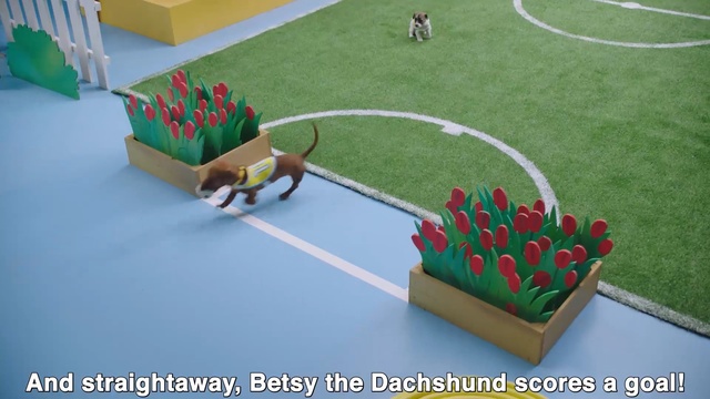 Video Reference: Grass, Plant, Sport venue, Games, Lawn, Play, Artificial turf