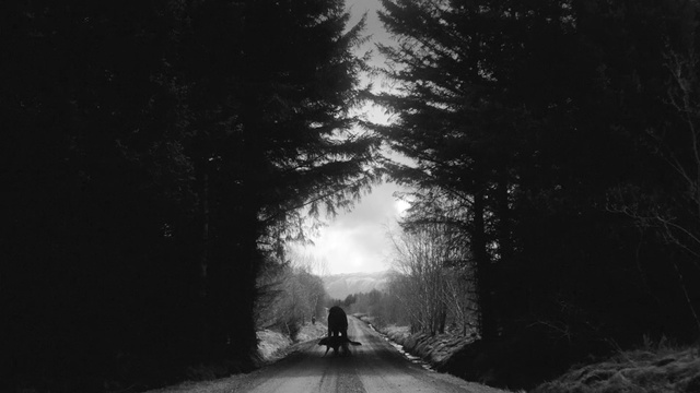Video Reference: Black, White, Black-and-white, Photograph, Tree, Monochrome photography, Monochrome, Darkness, Road, Light