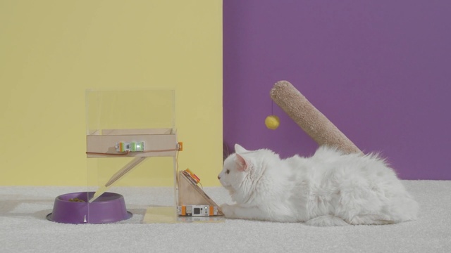 Video Reference: Cat, Small to medium-sized cats, Felidae, Persian, Whiskers, Carnivore, Turkish angora, Kitten, Room, Tail