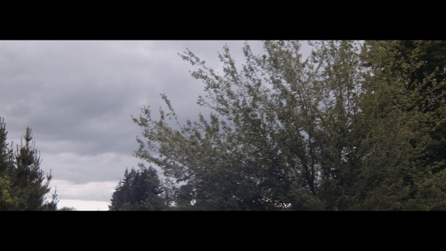 Video Reference: sky, cloud, tree, nature, atmosphere, woody plant, branch, leaf, morning, sunlight, Person