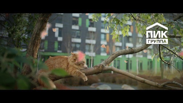 Video Reference: Nature, Wildlife, Zoo, Terrestrial animal, Adaptation, Felidae, Tree, Organism, Branch, Jungle