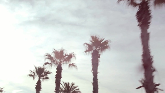 Video Reference: sky, tree, cloud, palm tree, arecales, leaf, branch, sunlight, meteorological phenomenon, computer wallpaper
