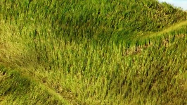 Video Reference: Grass, Green, Vegetation, Plant, Grass, Tree, Fodder, Moss, Lawn, Non-vascular land plant