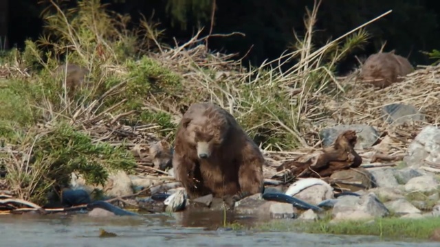 Video Reference: mammal, fauna, wildlife, macaque, mustelidae, primate, bear, river