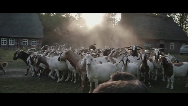 Video Reference: Herd, Sheep, Sheep, Herding, Photography, Livestock, Wildlife, Cow-goat family, Fictional character, Goat