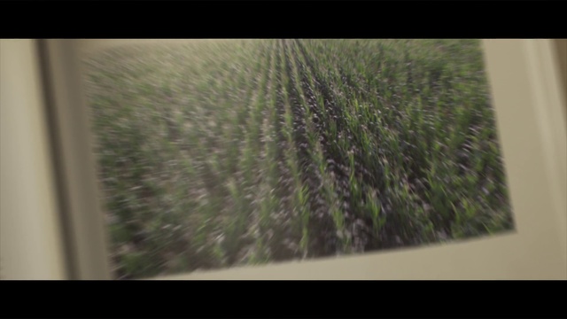 Video Reference: Green, Nature, Vegetation, Leaf, Grass, Plant, Grass family, Tree, Houseplant, Room