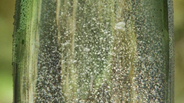 Video Reference: water, tree, grass family, grass, plant stem, moisture