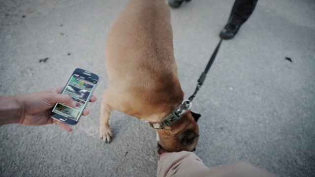 Video Reference: Dog breed, Canidae, Dog, Leash, Snout, Leg, Fawn, Carnivore, Sporting Group, Companion dog