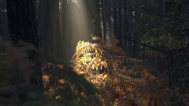 Video Reference: Sunlight, Forest, Tree, Plant, Jungle, Old-growth forest
