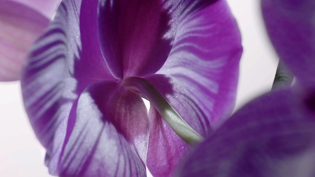 Video Reference: Flowering plant, Petal, Violet, Purple, Flower, Close-up, Plant, Lilac, Pink, Botany