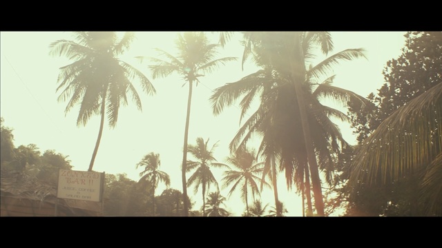 Video Reference: Tree, Nature, Palm tree, Sky, Arecales, Atmospheric phenomenon, Sunlight, Attalea speciosa, Plant, Morning, Palm, Window, Photo, Light, Table, Covered, Sun, Man, Street, Traffic, Holding, Large, Display, Stop, Bird, Pole, Standing, People, Group, Vase, White, Room, Snow, City, Clock, Tall, Text