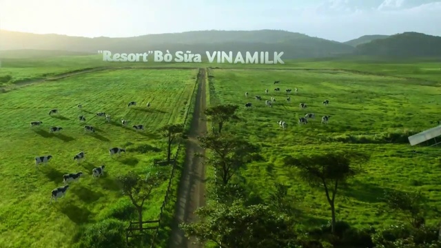 Video Reference: Highland, Grassland, Hill station, Nature, Vegetation, Pasture, Plantation, Plain, Land lot, Green