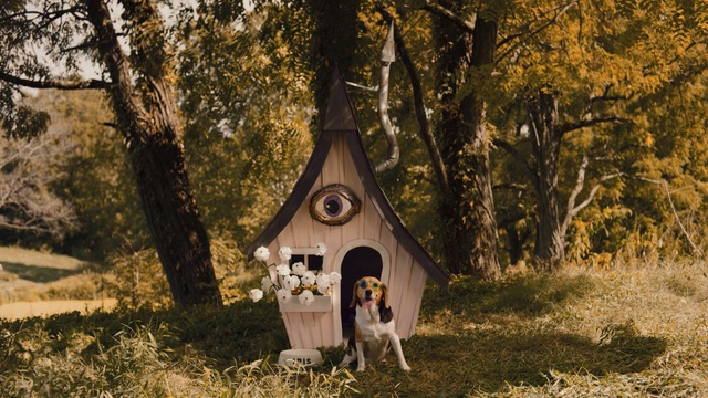 Video Reference: tree, woody plant, woodland, plant, wood, grass, forest, landscape, branch