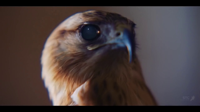 Video Reference: Bird, Beak, Bird of prey, Eye, Close-up, Hawk, Organ, Iris, Accipitriformes, Falcon