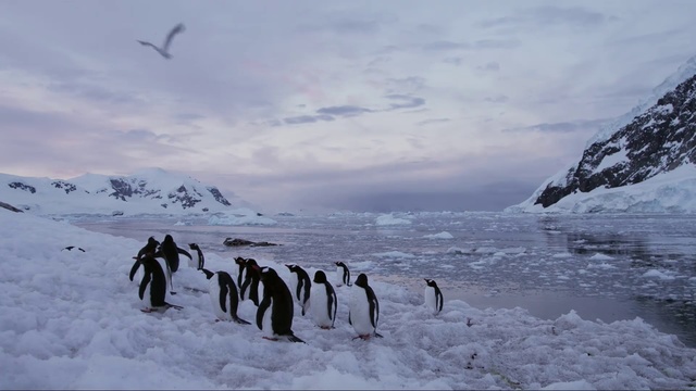 Video Reference: Flightless bird, Penguin, Arctic, Ice, Emperor penguin, Glacial landform, Snow, Bird, Winter, adÃ©lie penguin, Person