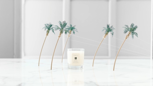 Video Reference: White, Houseplant, Flowerpot, Plant, Tree, Room, Palm tree, Arecales, Furniture, Flower, Person