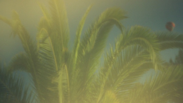 Video Reference: close up, feather, sky, underwater, macro photography, organism, palm tree, marine biology, computer wallpaper, arecales