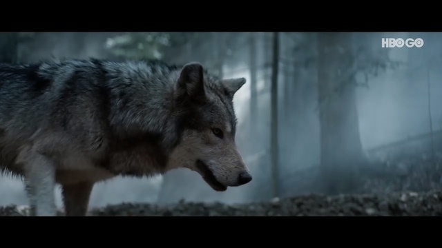 Video Reference: Mammal, Vertebrate, Wolf, Wildlife, Canis, Canis lupus tundrarum, Canidae, Snout, Wolfdog, Carnivore, Animal, Dog, Standing, Cat, Looking, Black, Brown, Photo, Front, Walking, Bear, Sheep, White, Large, Water, Snow, Street, Field, Colored