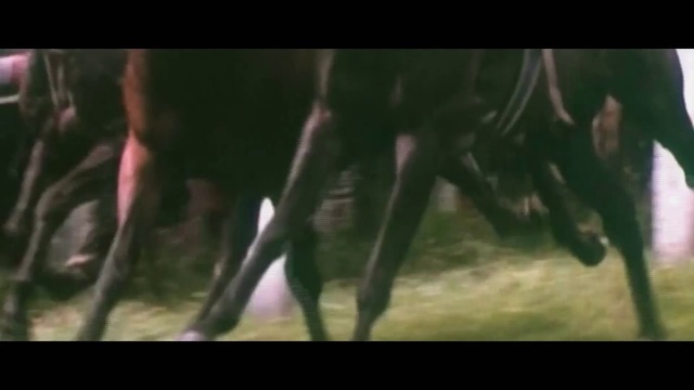 Video Reference: Wildlife, Horse, Tree, Organism, Stallion, Plant, Movie, Mustang horse
