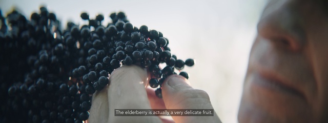 Video Reference: Fruit, Berry, Grape, Food, Zante currant, Plant, Bilberry, Superfood, Elderberry, Grapevine family