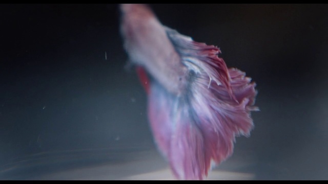 Video Reference: Pink, Close-up, Feather, Organism, Joint, Flesh, Mouth, Muscle, Wing, Photography