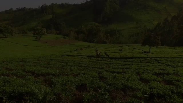 Video Reference: Green, Grassland, Nature, Pasture, Natural environment, Vegetation, Hill, Highland, Grass, Meadow