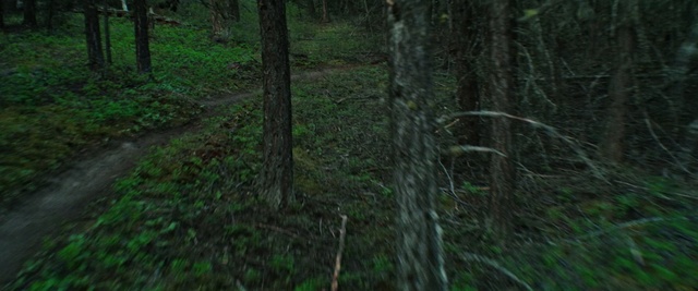 Video Reference: Forest, Tree, Old-growth forest, Natural environment, Nature, Woodland, Tropical and subtropical coniferous forests, Northern hardwood forest, Nature reserve, Vegetation