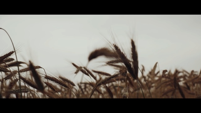 Video Reference: Nature, Sky, Rye, Grass, Grass, Plant, Food grain, Wheat, Barley, Grain