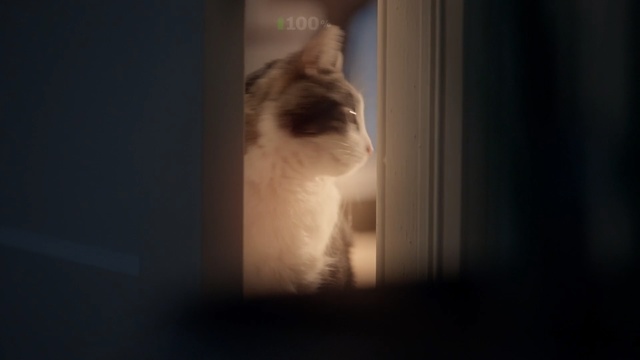 Video Reference: cat, mammal, small to medium sized cats, vertebrate, cat like mammal, whiskers, light, snapshot, lighting, darkness