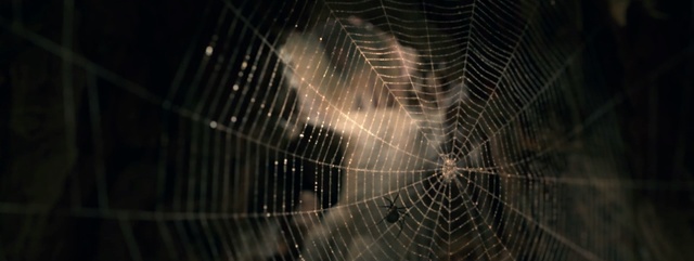 Video Reference: spider web, darkness, light, invertebrate, close up, arachnid, spider, space, macro photography, night