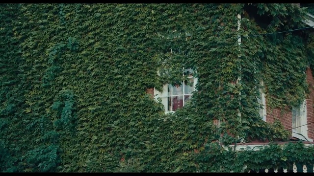 Video Reference: Green, Vegetation, Tree, Shrub, Wall, Woody plant, Plant, Hedge, House, Grass