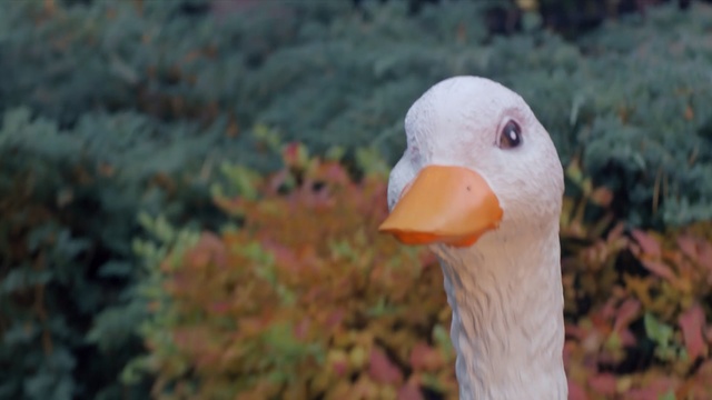 Video Reference: Beak, Bird, Goose, Duck, Water bird, Ducks, geese and swans, Close-up, Organism, Eye, Livestock, Person