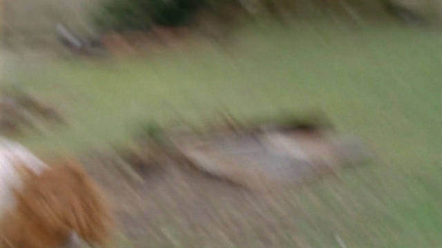 Video Reference: Nose, Grass, Wildlife, Blond, Wood, Fawn, Flooring, Floor, Hardwood