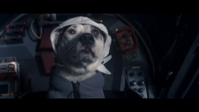 Video Reference: Canidae, Dog, Dog breed, Darkness, Photography, Snout, Fiction, Carnivore, Non-Sporting Group