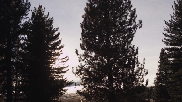 Video Reference: tree, fir, pine, trees, forest, landscape, woody plant, sky, vascular plant, branch, winter
