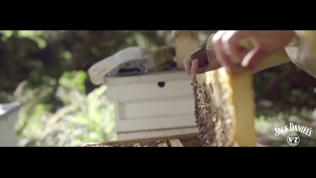 Video Reference: Photograph, Insect, Bee, Honeybee, Wood, Membrane-winged insect, Design, Photography, Pollinator, Tree