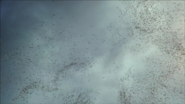 Video Reference: blue, sky, white, atmosphere, flock, light, water, geological phenomenon, line, space